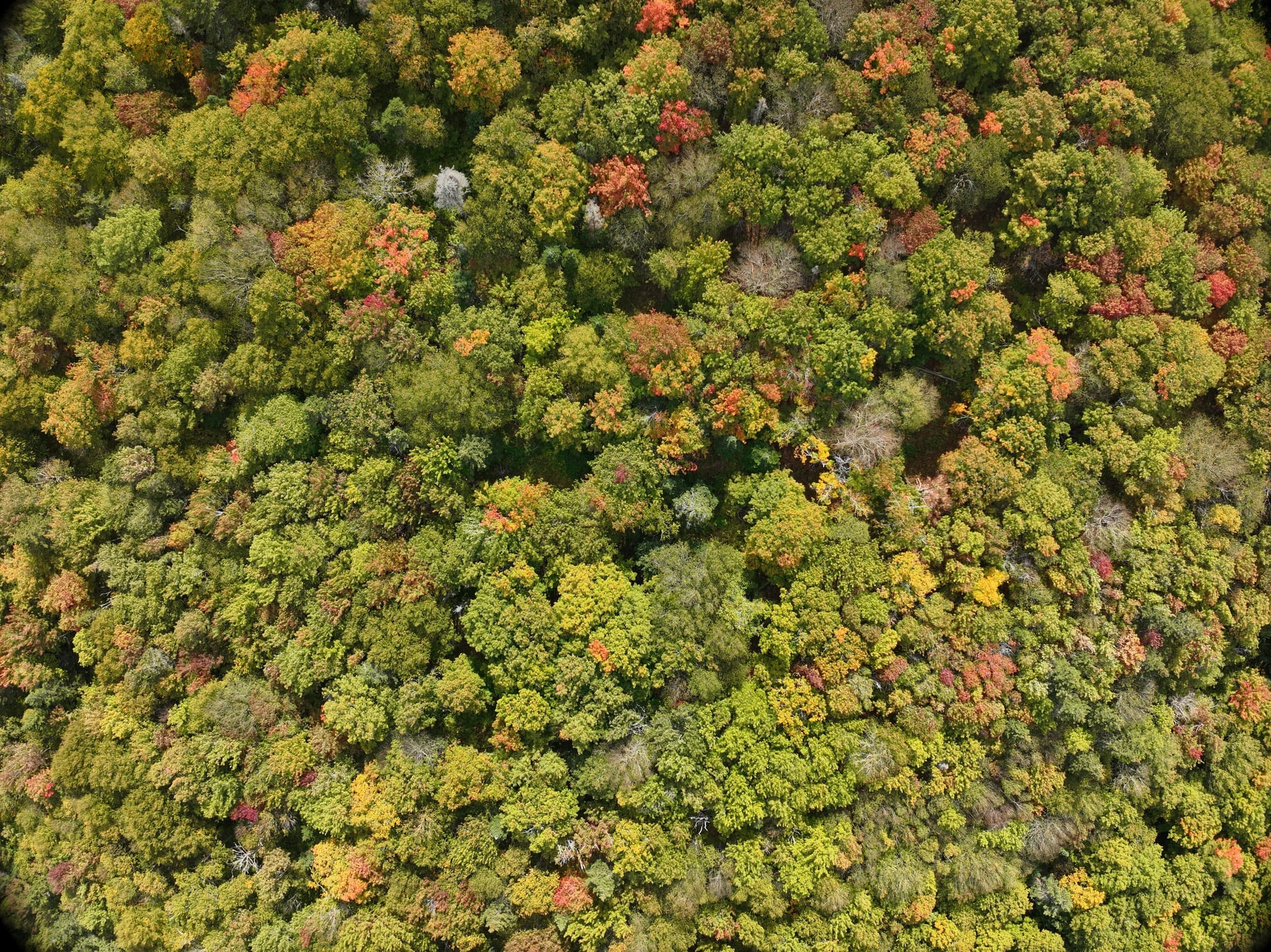 Aerial view of Cape Breton forest canopy