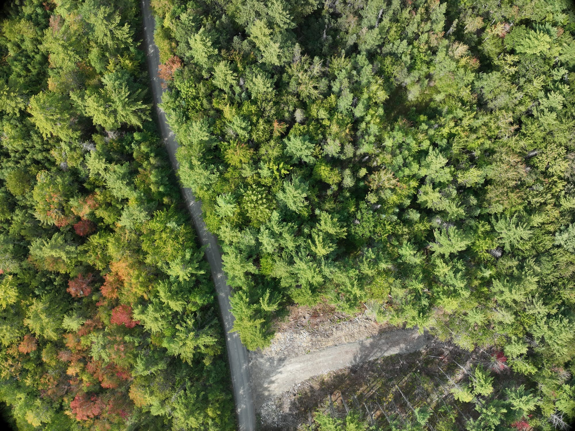 Drone aerial imagery of managed forest and access road